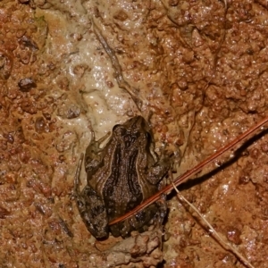 Crinia signifera at Stromlo, ACT - 5 Aug 2023