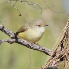 Acanthiza reguloides (Buff-rumped Thornbill) at Gordon, ACT - 5 Aug 2023 by RodDeb