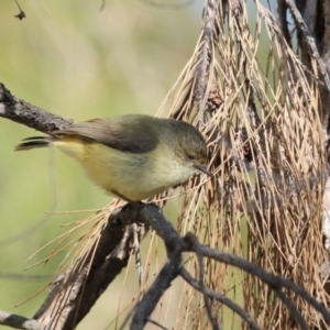 Acanthiza reguloides at Gordon, ACT - 5 Aug 2023