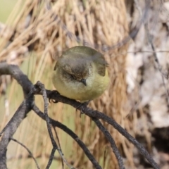 Acanthiza reguloides at Gordon, ACT - 5 Aug 2023