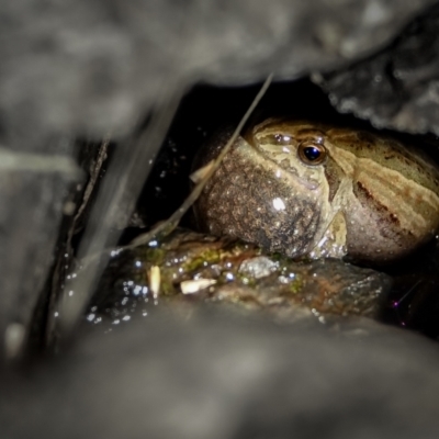 Crinia signifera (Common Eastern Froglet) at Symonston, ACT - 4 Aug 2023 by Ct1000