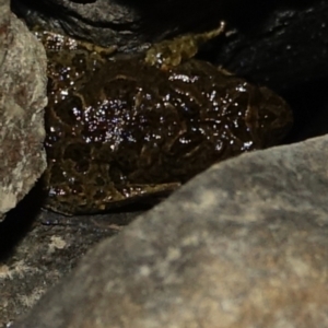 Limnodynastes tasmaniensis at Symonston, ACT - 4 Aug 2023 06:58 PM