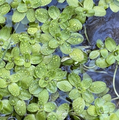 Callitriche stagnalis (Common Starwort) at Uriarra, NSW - 30 Jul 2023 by NedJohnston