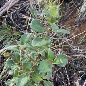 Coprosma hirtella at Uriarra, NSW - 30 Jul 2023 09:39 AM