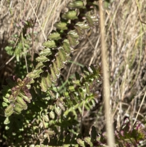 Euphrasia collina at Uriarra, NSW - 30 Jul 2023 10:05 AM