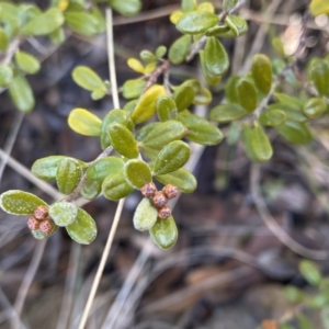 Phebalium squamulosum subsp. ozothamnoides at Uriarra, NSW - 30 Jul 2023