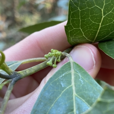 Hedycarya angustifolia (Austral Mulberry) at Cotter River, ACT - 30 Jul 2023 by Ned_Johnston