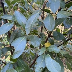 Hedycarya angustifolia at Cotter River, ACT - 30 Jul 2023 11:57 AM