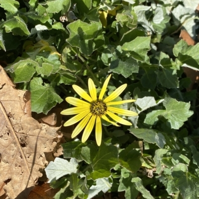 Arctotheca calendula (Capeweed, Cape Dandelion) at Dickson, ACT - 1 Aug 2023 by Ned_Johnston