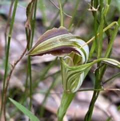 Pterostylis grandiflora (Cobra Greenhood) at Jerrawangala, NSW - 13 Jul 2023 by NedJohnston