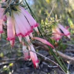 Styphelia tubiflora (Red Five-corners) at Vincentia, NSW - 13 Jul 2023 by NedJohnston