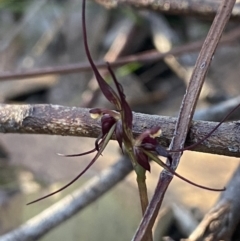 Acianthus caudatus (Mayfly Orchid) at Vincentia, NSW - 13 Jul 2023 by Ned_Johnston