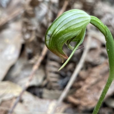 Pterostylis nutans (Nodding Greenhood) at Callala Beach, NSW - 13 Jul 2023 by Ned_Johnston