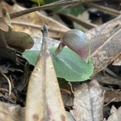 Corybas aconitiflorus (Spurred Helmet Orchid) at Callala Beach, NSW - 14 Jul 2023 by NedJohnston