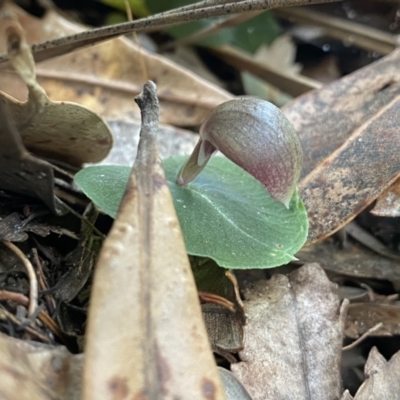 Corybas aconitiflorus (Spurred Helmet Orchid) at Callala Beach, NSW - 14 Jul 2023 by NedJohnston