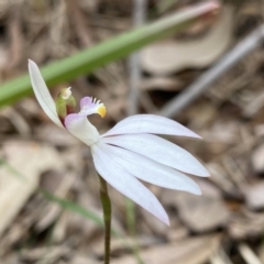 Caladenia picta (Painted Fingers) at Callala Beach, NSW - 14 Jul 2023 by NedJohnston