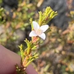 Boronia anemonifolia at Tianjara, NSW - 14 Jul 2023 by NedJohnston