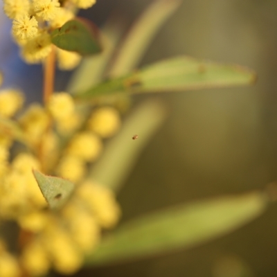 Araneae (order) (Unidentified spider) at Red Hill, ACT - 2 Aug 2023 by JimL