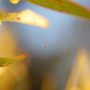 Araneae (order) at Red Hill, ACT - 3 Aug 2023