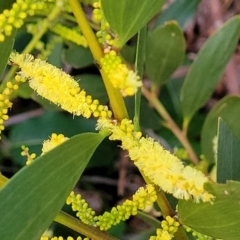 Acacia longifolia subsp. sophorae (Coast Wattle) at Vincentia, NSW - 5 Aug 2023 by trevorpreston