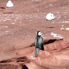 Microcarbo melanoleucos (Little Pied Cormorant) at Merimbula, NSW - 3 Aug 2023 by KMcCue