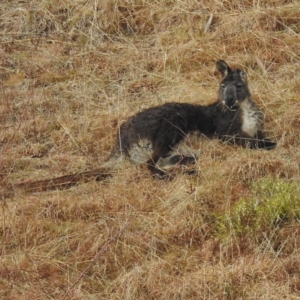 Osphranter robustus robustus at Tuggeranong, ACT - 5 Aug 2023