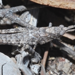 Coryphistes ruricola (Bark-mimicking Grasshopper) at Canberra Central, ACT - 3 Aug 2023 by Harrisi