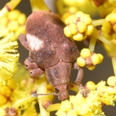 Gonipterus pulverulentus (Eucalyptus weevil) at Stromlo, ACT - 5 Aug 2023 by Harrisi