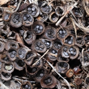 Cyathus sp. at Wellington Point, QLD - 5 Aug 2023 09:35 AM