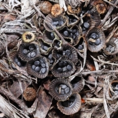 Cyathus sp. at Wellington Point, QLD - 5 Aug 2023 09:35 AM