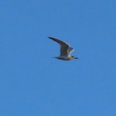 Gelochelidon macrotarsa (Australian Tern) at Port Douglas, QLD - 28 Jun 2023 by BenW