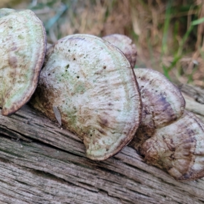 Unidentified Shelf-like to hoof-like & usually on wood at Vincentia, NSW - 5 Aug 2023 by trevorpreston