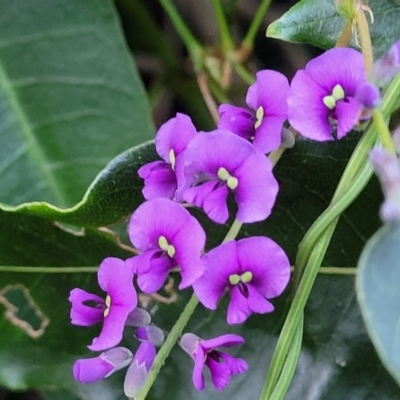 Hardenbergia violacea (False Sarsaparilla) at Vincentia, NSW - 5 Aug 2023 by trevorpreston