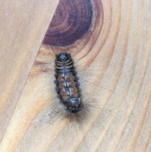 Leptocneria reducta at Melba, ACT - 6 Aug 2023