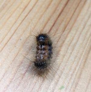 Leptocneria reducta at Melba, ACT - 6 Aug 2023