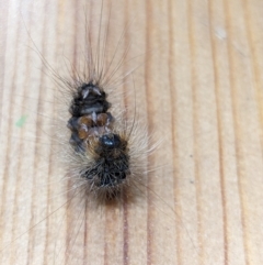 Leptocneria reducta at Melba, ACT - 6 Aug 2023