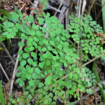 Adiantum aethiopicum (Common Maidenhair Fern) at Vincentia, NSW - 6 Aug 2023 by trevorpreston