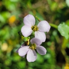 Cakile maritima (Sea Rocket) at Vincentia, NSW - 6 Aug 2023 by trevorpreston