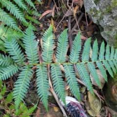 Cyathea cooperi (Straw Treefern) - 1 Jan 1900 by trevorpreston