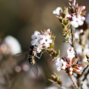 Melangyna sp. (genus) at Stromlo, ACT - 5 Aug 2023