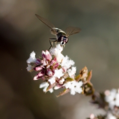 Melangyna sp. (genus) at Stromlo, ACT - 5 Aug 2023 03:29 PM