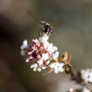 Melangyna sp. (genus) at Stromlo, ACT - 5 Aug 2023