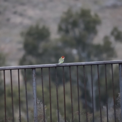 Platycercus eximius (Eastern Rosella) at Whitlam, ACT - 5 Aug 2023 by JimL