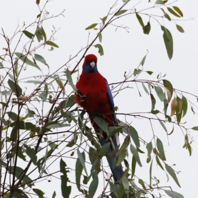 Platycercus elegans (Crimson Rosella) at Whitlam, ACT - 6 Aug 2023 by JimL