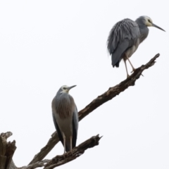 Egretta novaehollandiae (White-faced Heron) at Whitlam, ACT - 5 Aug 2023 by JimL