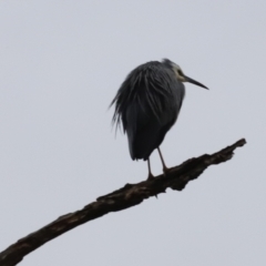 Egretta novaehollandiae at Whitlam, ACT - 6 Aug 2023