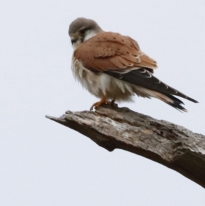 Falco cenchroides at Whitlam, ACT - 6 Aug 2023