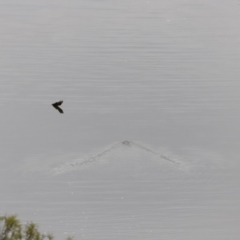 Ornithorhynchus anatinus (Platypus) at Whitlam, ACT - 5 Aug 2023 by JimL