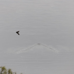 Ornithorhynchus anatinus at Whitlam, ACT - 6 Aug 2023