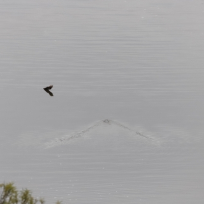 Ornithorhynchus anatinus (Platypus) at Whitlam, ACT - 6 Aug 2023 by JimL